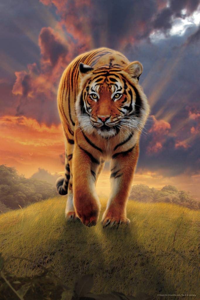 Amazon.com: Rising Tiger by Vincent Hie Animal Cool Wall Art Print